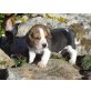 Prächtige Beagle Welpen, Beagle Welpen - Hündin