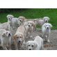 Prächtige Golden Retriever Welpen, Golden Retriever - Hündin