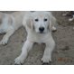 Prächtige Golden Retriever Welpen, Golden Retriever Welpen - Hündin