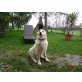 Prächtiger Golden Retriever Rüde, Golden Retriever - Rüde