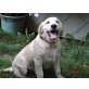 Prächtiger Golden Retriever Rüde, Golden Retriever Welpen - Rüde