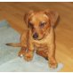 Prager Rattler/Beagle Welpen - Hündin