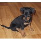Prager Rattler - Zwergpinscher Welpen - Hündin