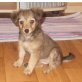 Prager Rattler mit Chihuahua Welpen - Hündin