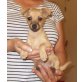 Prager Rattler mit Chihuahua Welpen - Hündin