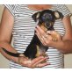 Prager Rattler mit Chihuahua Welpen - Rüde