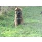 Pranko-Rex, Altdeutsche Schäferhunde Welpen - Rüde