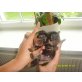 Praszký Krysavik Welpen - Hündin