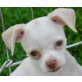 Predator, Chihuahua Mischling - Rüde