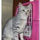 Prenda, Silbertiger - Katze