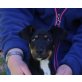 Preston, dt. Pinscher Mischling Welpen - Rüde