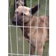 Pretty, Malinois-Mischling - Hündin