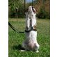 Pretty, Parson Jack Russell  - Hündin