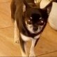 Pretty, klein, lieb, nett, Chihuahua kurzhaariger Schlag - Hündin