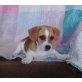 Prilla, Beagle Mix - Hündin