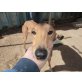 Primo 70 cm, Galgo Español - Rüde