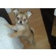 Prince Charlie Junior, Chihuahua langhaariger Schlag Welpen - Rüde