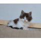 Prince, Maine Coon - Kater