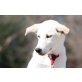 Prince, Retriever-Mischling Welpen - Rüde