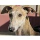 Princesa, Galgo Español - Hündin