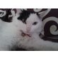 Princesa, Langhaar Katze wunderschön und süß - Katze