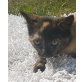 Princesa  die Prinzessin, Hauskatze - Katze