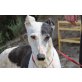 Princesa,sanfte Galga, Galgo Español - Hündin