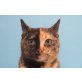 Princesa, sehr verschmust - Katze