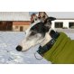 Princesa, tolle Galgo, Galgo Español - Rüde
