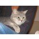Princess, BKH - Katze