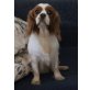 Princess, Cavalier King Charles Spaniel - Hündin
