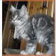 Princess Leia, Maine Coon - Katze