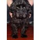 Princess, Princess, Zwergschnauzer Mix  - Hündin - Hündin