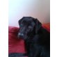 Princess (Prinny), Labrador Retriever - Hündin