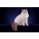 Princess, Ragdoll - Katze