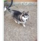Princess, Siberian Husky - Hündin