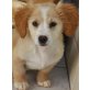 Princess Tiny, Mischling Welpen - Hündin