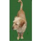 Princessa, liebenswerte Schnauzer-Mix-Hündin - Hündin