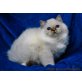 Principe, Heilige Birma - Kater