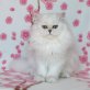Principessa, Chinchilla-Perser - Katze
