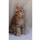 Principessa, Maine Coon - Katze