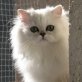 Principessa, Perser - Kater