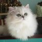 Principessa, Perser mit Nase - Katze