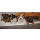 Prinz,Charly,Timmy,Nellyund Mila, Terrier Shitsu Welpen - Rüde