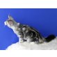 Prinz, Maine Coon - Kater