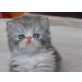 Prinzess, Perser - Katze