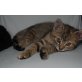 'Prinzessin', Babykätzchen - Katze