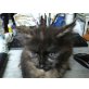 Prinzessin, Hauskatze - Katze