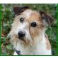 Prinzessin, Jack-Russell-Terrier - Hündin