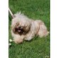 Prinzessin, Lhasa Apso - Hündin